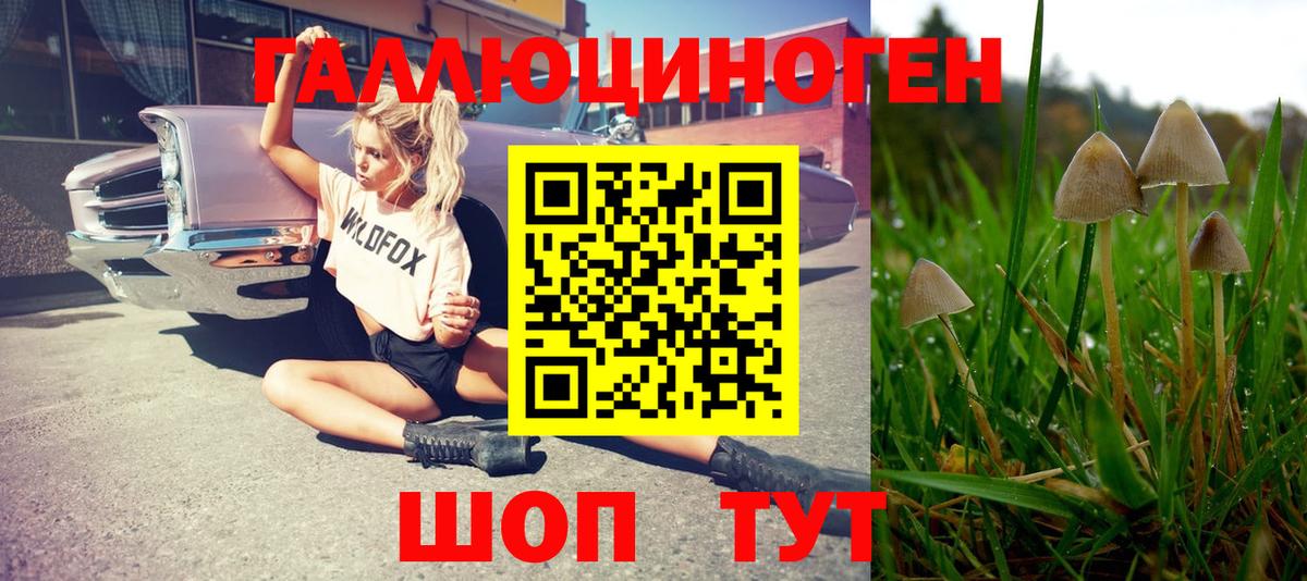 Черняховск  Псилоцибиновые грибы GOLDEN TEACHER  Псилоцибиновые грибы прущие грибы  Вход с VPN 